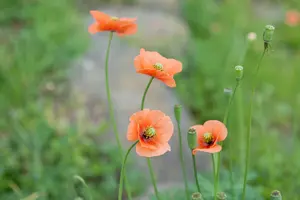 ナガミヒナゲシは危険外来種！？駆除の方法や注意点を解説！