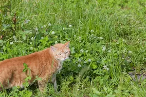 猫ノミの駆除方法｜特徴・季節・予防法