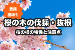 桜の木の伐採・抜根を検討したら｜安全に抜根する方法と注意点
