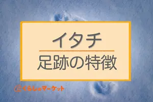 イタチの足跡の特徴と見分け方｜足跡以外で見分けるポイントも解説
