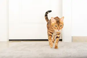 ペットドアは必要？ペットドアを取り付けるメリットとデメリットを紹介