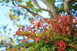 南天の生垣の作り方を解説！赤と緑の美しい目隠しを作ろう