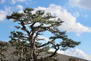 松くい虫の対策時期は？ 予防時期が限られるのは何故かを解説