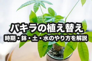 パキラの植え替え方法｜時期・鉢・土から水やりまでわかりやすく解説
