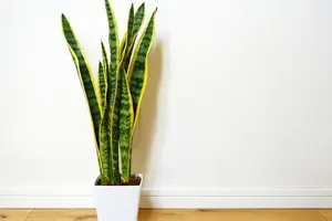 サンスベリアの植え替え方｜時期や鉢の注意ポイントと株分けの仕方も解説