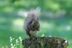 切り株の抜根方法と注意点を解説！放置に要注意【自分でできる】