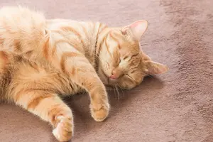 自分でできるカーペットクリーニングの方法