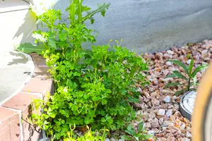 雑草の名前や除草法がわからない！効果的な除草法・除草剤とは？