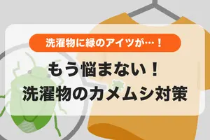 洗濯物にカメムシ！臭いをつけずに取る方法と服の洗い方【完全ガイド】