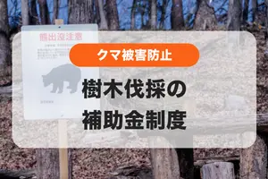 クマ被害増加🐻被害防止のための樹木伐採に補助金があるのをご存知ですか？