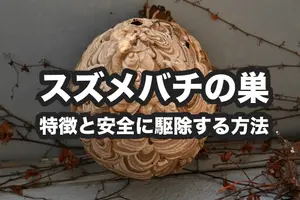 スズメバチの巣を安全に駆除する｜ペットボトルで作るスズメバチトラップ