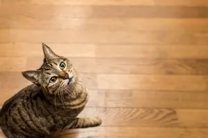 フロアコーティングって必要なの？