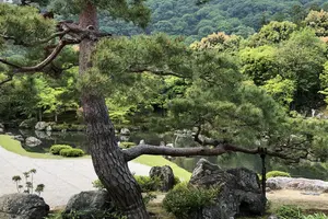 松くい虫の見分け方を解説｜枯れた松は松くい虫が原因か見分ける方法も