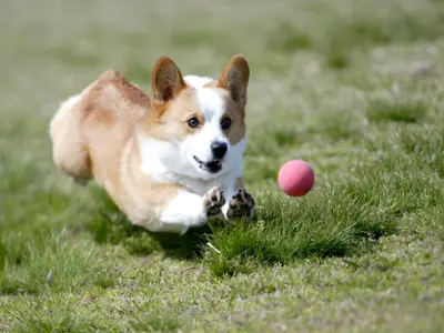 出張撮影（アマチュアスポーツイベント、お宮参り撮影、七五三撮影、結婚前撮等）