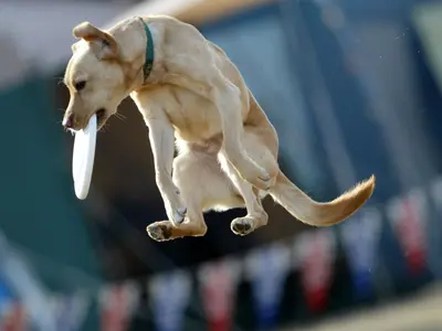 出張撮影（アマチュアスポーツイベント、お宮参り撮影、七五三撮影、結婚前撮等）