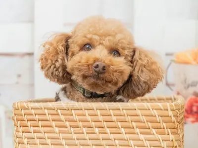 ササっとパパッと機嫌のいいうちに