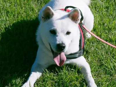 大切なペットちゃんの写真残します☆ ペットちゃんソロも飼い主様との写真もOK！