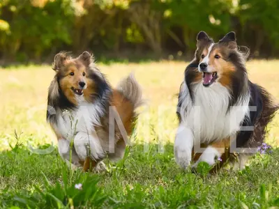 ペットちゃんとご家族の楽しいひと時を撮影いたします。