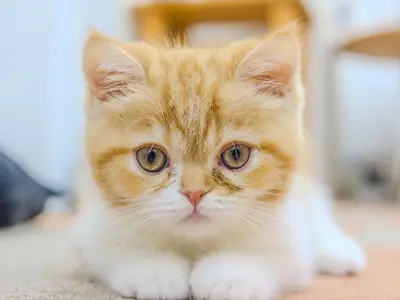 【業歴17年＆フォトマスター１級の実績】土日祝・平日対応OK！時間も柔軟に対応★