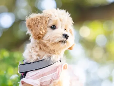 ペットの可愛さを、最高の一枚に。