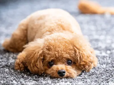 ペットの可愛さを、最高の一枚に。