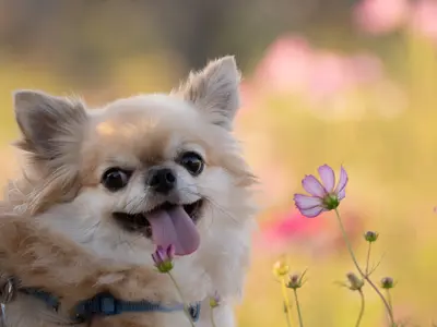 【モニターキャンペーン実施中！】自然なワンちゃん、ネコちゃん撮影します！