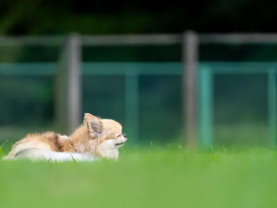 【モニターキャンペーン実施中！】自然なワンちゃん、ネコちゃん撮影します！