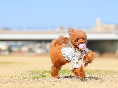【特別価格】わんちゃん撮影はお任せください◎キラキラな瞬間を写真に残します♪