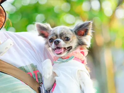 【特別価格】わんちゃん撮影はお任せください◎キラキラな瞬間を写真に残します♪
