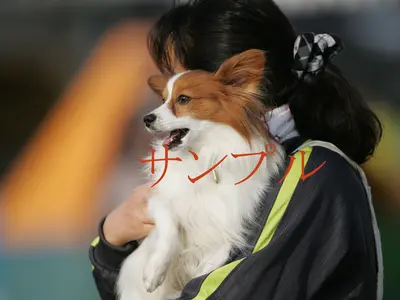 家族写真撮影（ワンちゃん含む）