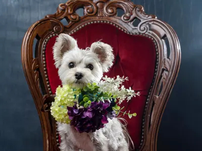 ドッグアドバイザーの資格を持つプロカメラマンによるペットフォト！