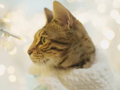 ドッグアドバイザーの資格を持つプロカメラマンによるペットフォト！