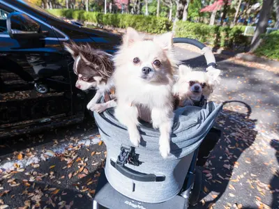 複数頭OK！ご家族と一緒もOK！屋内外両方もOK！招待状などにご利用可高画質Z9