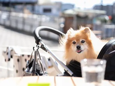 わんちゃん猫ちゃんといっしょに。お散歩や遊びながらの楽しい撮影を♪