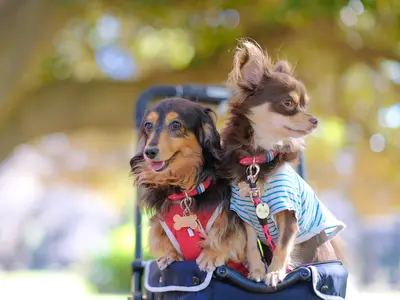 ペット撮影！ワンちゃんネコちゃん、可愛い姿を撮影します！