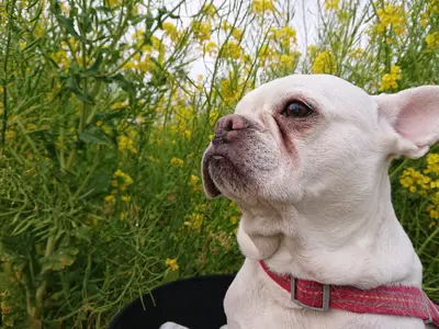 出張スタジオキャンペーン。自宅に簡易スタジオを設置。撮影します。