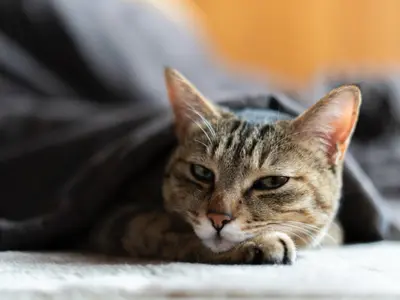 出張スタジオキャンペーン。自宅に簡易スタジオを設置。撮影します。