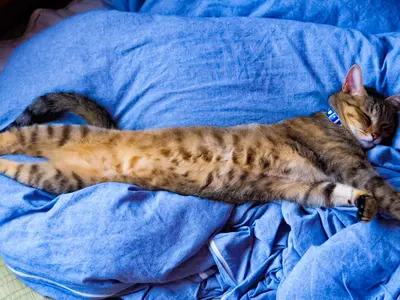 出張スタジオキャンペーン。自宅に簡易スタジオを設置。撮影します。