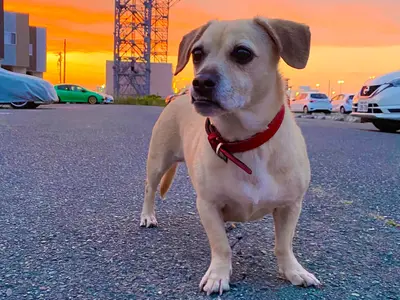 愛するペットの最高の瞬間を!　ワンちゃん、ネコちゃんとの絆を撮影させて頂きます。