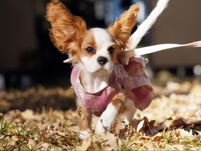 プロ業歴２６年。大切な家族である動物とのひとときを、心を込めて多数撮影いたします