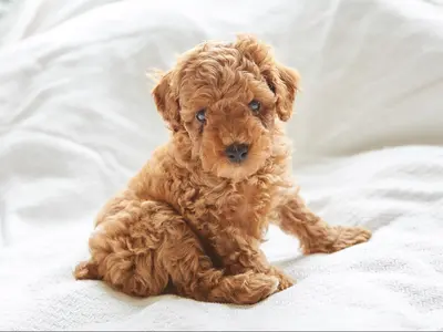 小さいときの姿は一瞬！　ペットの写真を残しましょう！