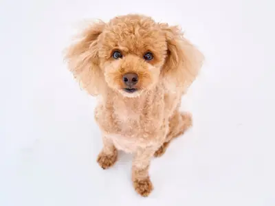 小さいときの姿は一瞬！　ペットの写真を残しましょう！