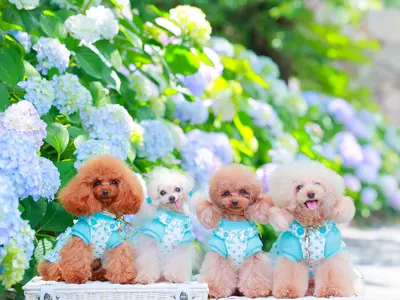 【300回以上の実績 】複数頭OK ! 大切な家族との素敵な思い出を !