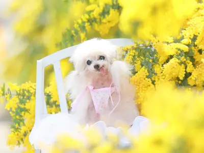 【300回以上の実績 】複数頭OK ! 大切な家族との素敵な思い出を !