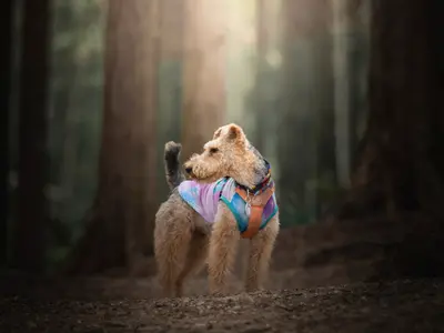 愛犬の個性や雰囲気を引き出した、他にない唯一無二の写真をお届けします。