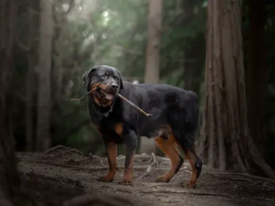 愛犬の個性や雰囲気を引き出した、他にない唯一無二の写真をお届けします。