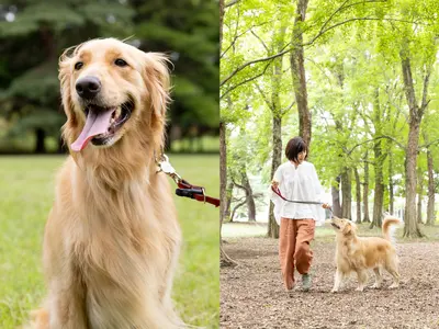 【全カットレタッチ厳選30カット以上】ペットフォト