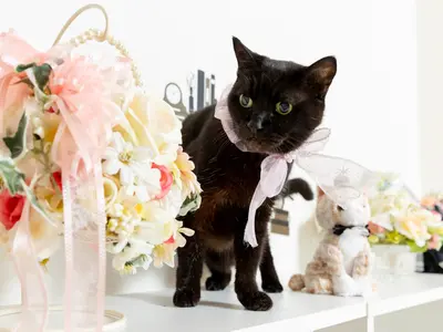 【全カットレタッチ厳選30カット以上】ペットフォト