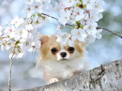 〖くらしのマーケットアワード3年連続エントリー〗ペット写真はお任せください！