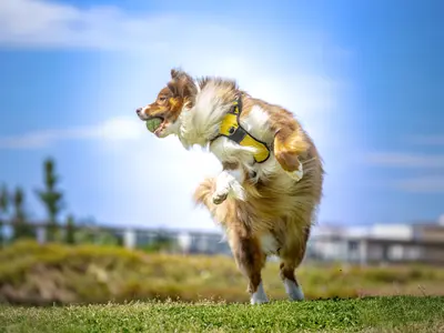 ★800件の撮影実績★現役ペットカメラマン